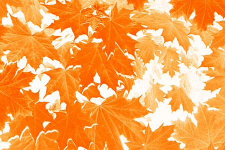 autumn landscape with bright colorful leaves. Indian summer. foliage.の写真素材