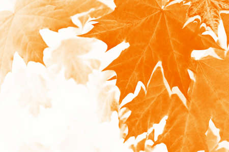 autumn landscape with bright colorful leaves. Indian summer. foliage.の写真素材