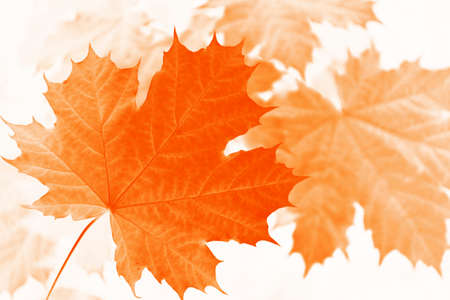 autumn landscape with bright colorful leaves. Indian summer. foliage.の写真素材