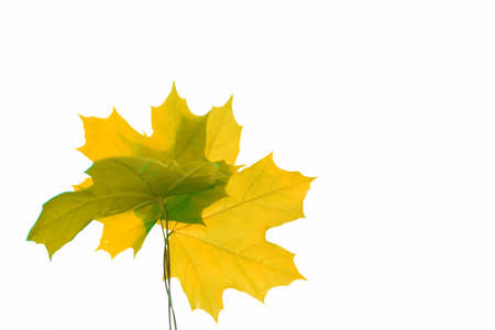 Bright autumn maple leaf on a white background. foliage. Fall conceptの写真素材