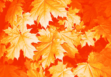 autumn landscape with bright colorful leaves. Indian summer. foliage.の写真素材