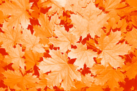 autumn landscape with bright colorful leaves. Indian summer. foliage.の写真素材