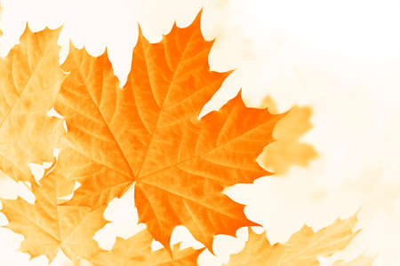 autumn landscape with bright colorful leaves. Indian summer. foliage.の写真素材
