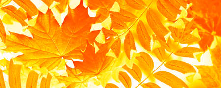 autumn landscape with bright colorful leaves. Indian summer. foliage.の写真素材