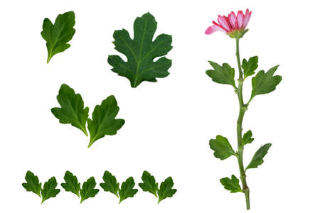 Colorful autumn flowers of chrysanthemum on a white background. floral composition.の写真素材