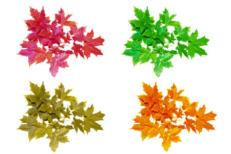 Bright autumn maple leaf on a white background. foliage. Fall conceptの写真素材
