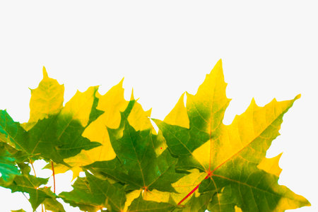 Bright autumn maple leaf on a white background. foliage. Fall conceptの写真素材