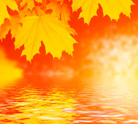 autumn landscape with bright colorful leaves. Indian summer. foliage.の写真素材