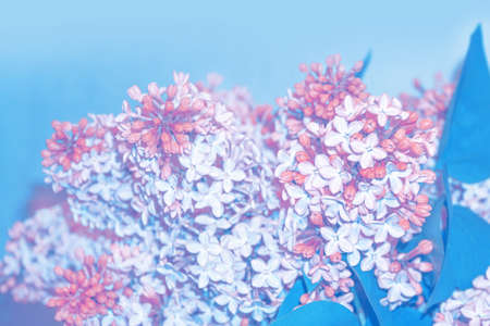 Spring branch of blossoming lilac. Beautiful violet Lilac flower