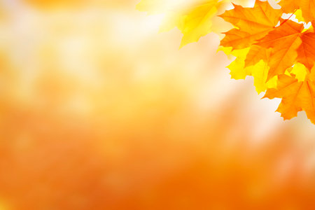 autumn landscape with bright colorful leaves. Indian summer. foliage.の写真素材