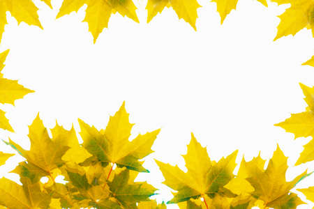 Bright autumn maple leaf on a white background. foliage. Fall conceptの写真素材