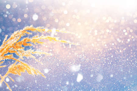 Blurred frozen grass. Winter abstract background. Landscape. outdoorの写真素材