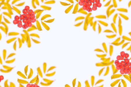 Bunches of red rowan berries on a white background