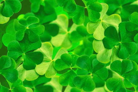 Green clover leaves on a background summer landscape. St.Patrick's Dayの写真素材