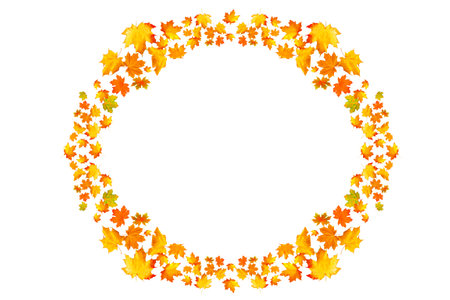 Bright autumn maple leaf on a white background. foliage. Fall conceptの写真素材