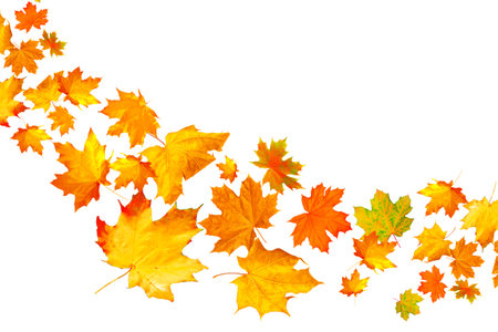 Bright autumn maple leaf on a white background. foliage. Fall conceptの写真素材