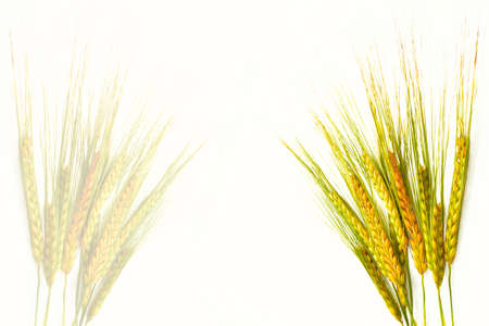 Nature. Wheat ears isolated on white background. cerealの写真素材