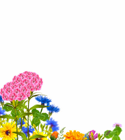 Colorful wild flowers blooming in the grass. Nature. outdoors.の写真素材