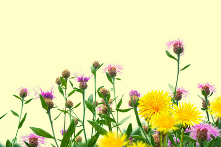 Fluffy dandelion flower against the background of the summer landscape.の写真素材