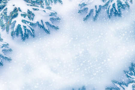 Frozen winter forest with snow covered trees. Coniferous spruce branch. outdoorの写真素材