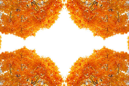 Bright autumn maple leaf on a white background. foliage. Fall conceptの写真素材