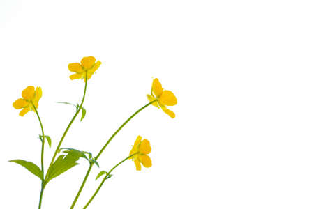 Yellow wildflowers buttercup isolated on white background. flower Ranunculus acrisの写真素材