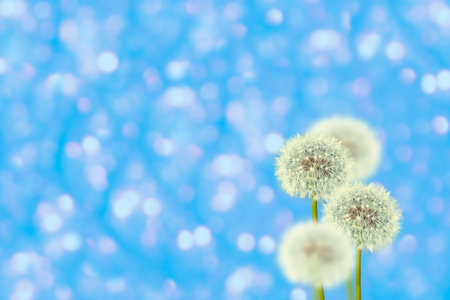 Fluffy dandelion flower against the background of the summer landscape.の写真素材