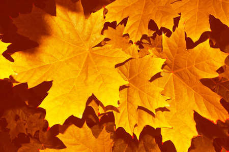 autumn landscape with bright colorful leaves. Indian summer. foliage.の写真素材