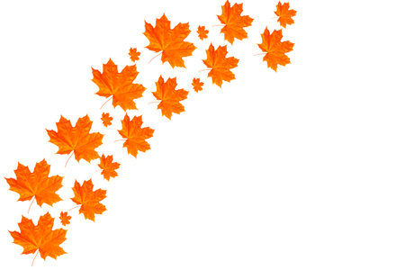 Bright autumn maple leaf on a white background. foliage. Fall conceptの写真素材