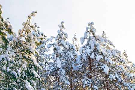 Frozen winter forest with snow covered trees. outdoor