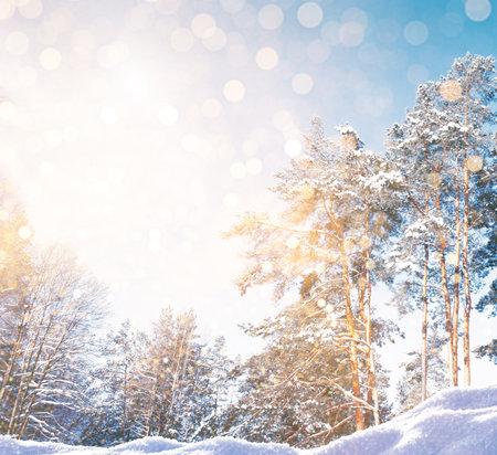 Frozen winter forest with snow covered trees. outdoorの写真素材