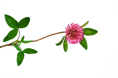 Wild red clover (Trifolium pratense). beautiful forest clover flowers isolated on a white backgroundの写真素材