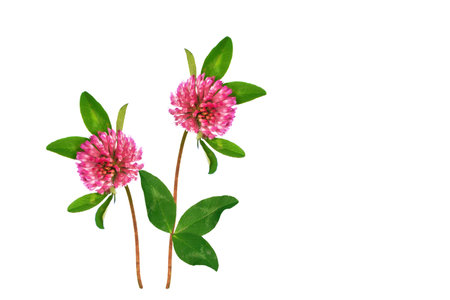 Wild red clover (Trifolium pratense). beautiful forest clover flowers isolated on a white backgroundの写真素材