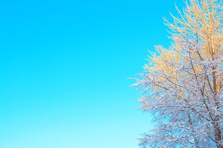 Frozen winter forest with snow covered trees. outdoor. Festive Christmas card.の写真素材