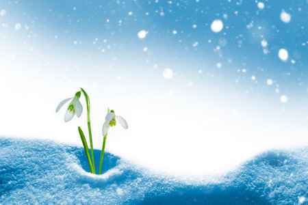 (Galanthus nivalis).nature. snowdrop flower growing in snow in early spring forestの写真素材