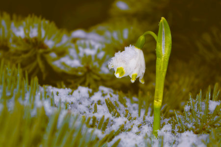 (Galanthus nivalis).nature. snowdrop flower growing in snow in early spring forestの写真素材