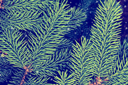 Blurred. Christmas tree in the snow. greeting card. winter