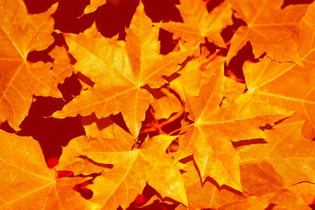 autumn landscape with bright colorful leaves. Indian summer. foliage.の写真素材