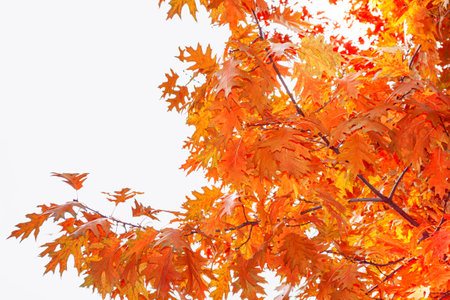autumn landscape with bright colorful leaves. Indian summer. foliage.の写真素材