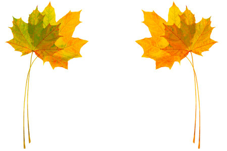 Bright autumn maple leaf on a white background. foliage. Fall conceptの写真素材