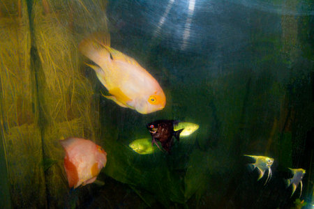 Bright colorful exotic fish in the water in the aquariumの写真素材