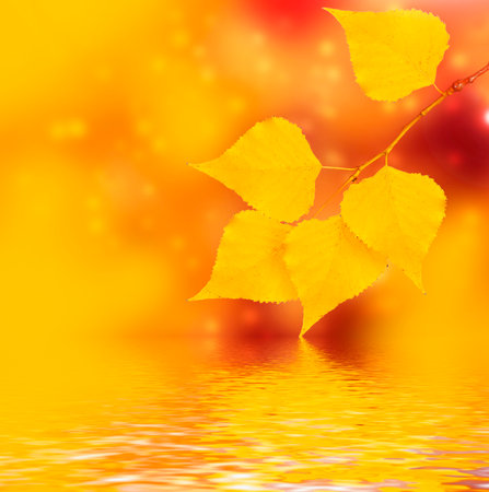 autumn landscape with bright colorful leaves. Indian summer. foliage.の写真素材