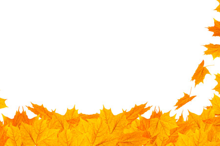 Bright autumn maple leaf on a white background. foliage. Fall conceptの写真素材