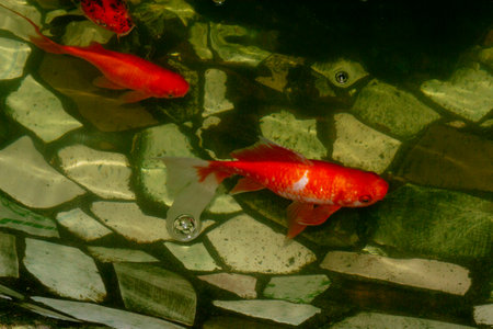 Bright colorful exotic fish in the water in the aquariumの写真素材