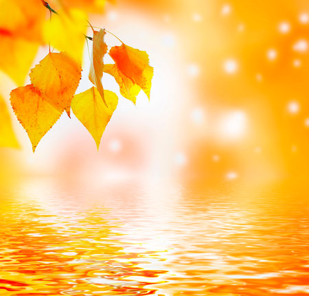 autumn landscape with bright colorful leaves. Indian summer. foliage.の写真素材