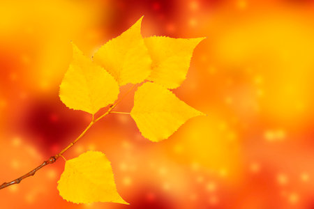 autumn landscape with bright colorful leaves. Indian summer. foliage.の写真素材