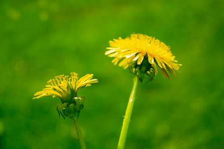 Fluffy dandelion flower against the background of the summer landscape. wildflowerの写真素材