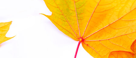 Bright autumn maple leaf on a white background. foliage. Fall conceptの写真素材