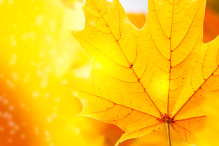 autumn landscape with bright colorful leaves. Indian summer. foliage.の写真素材
