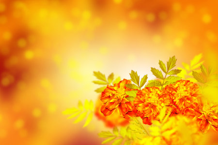 blurred. Colorful bright flowers marigold against the background of the summer landscape.の写真素材